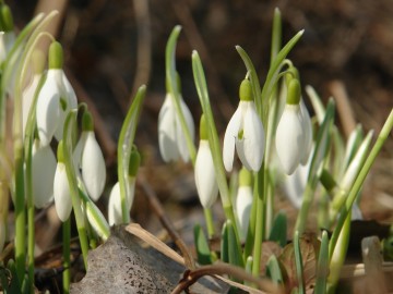 Działania w ramach czynnej ochrony pełnika europejskiego w PPK., 